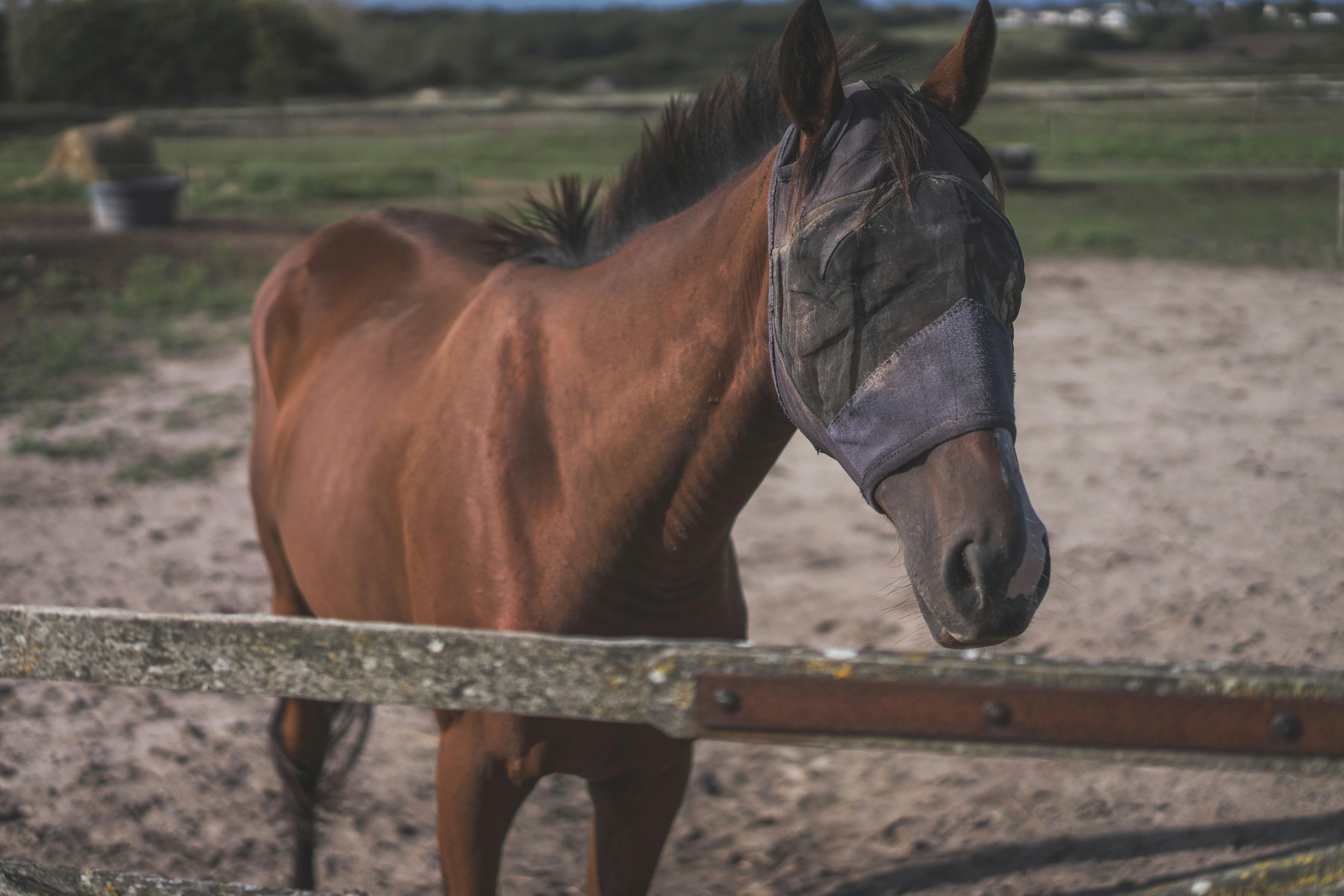 brown horse on brown wooden fence during daytime